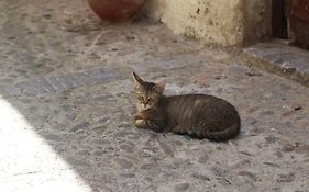 Dolce Aida